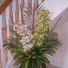 Orchid delight