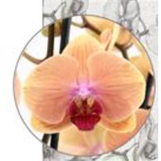 Phalaenopsis Orchid- Caribbean dream
