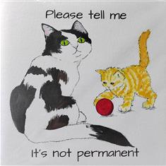 A Special pressent - Cat